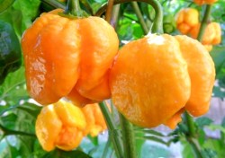 moruga yellow 53